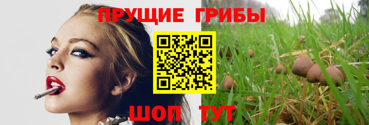 Коркино  что такое   Вход с VPN  Галлюциногенные грибы Psilocybe 